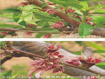 荆州噻苯隆介绍叶面肥什么时候使用较好